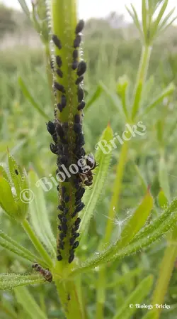 Aphids on a nettle, being harvested by ants.