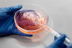 Petri dish, where GM crops could be changed under the microscope