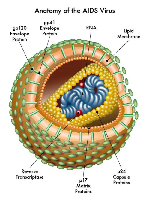 The structure of AIDS
