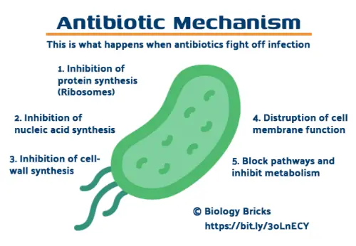 Antibiotic mechanism