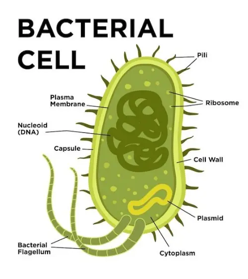 Typical bactiera structures