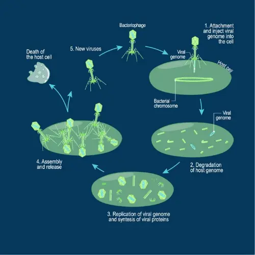 Bacteriophage life cycle