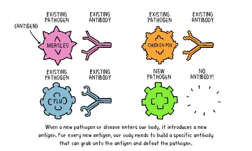 How vaccines work