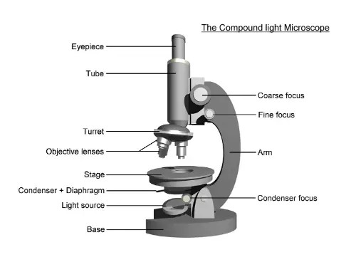 A light microscope, common in schools
