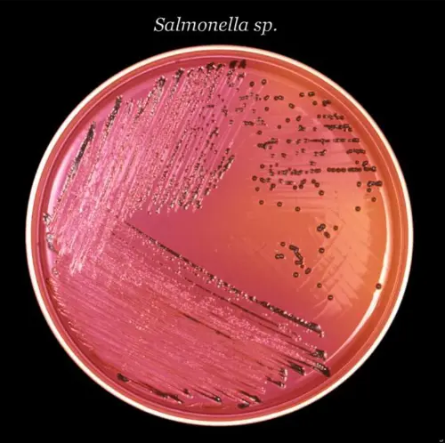 Salmonella in a petri dish