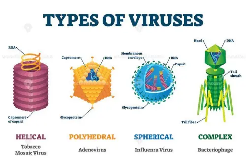 Types of virus