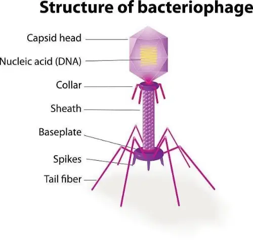 Typical virus structures