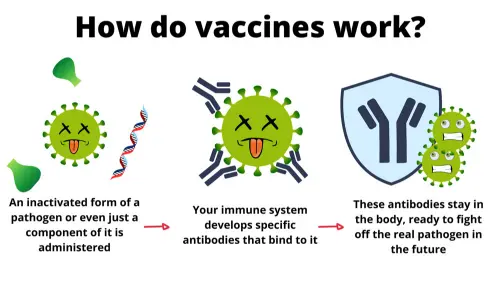 How vaccines work