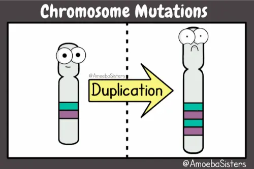 Amoeba Sisters representations of genes and chromosomes