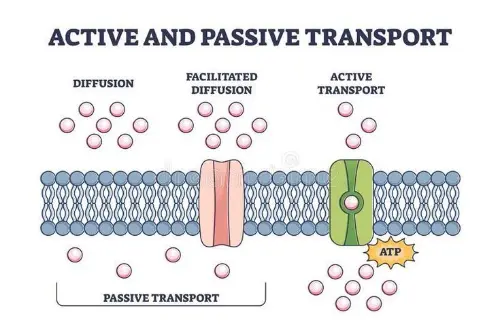 Active transport in cells