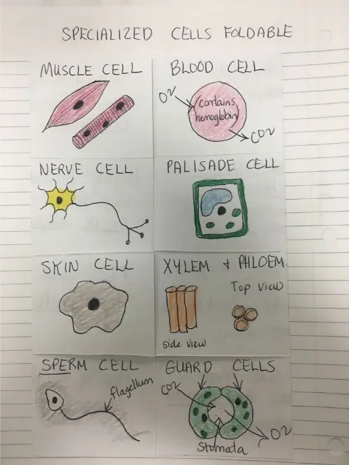 An activity to do for stem cells