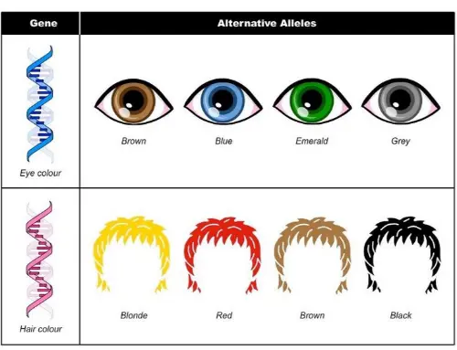 Different alleles