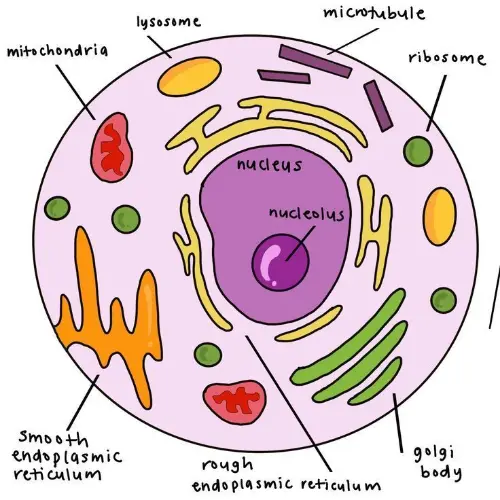 Alternative image of a eukaryotic cell