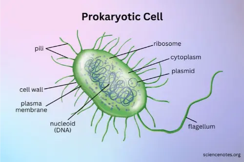Prokaryote cell