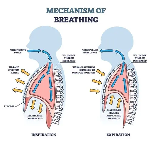 Ventilation (breathing)