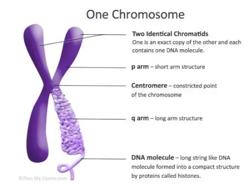 One chromosome