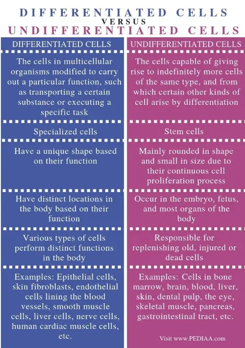 Cell differentiation