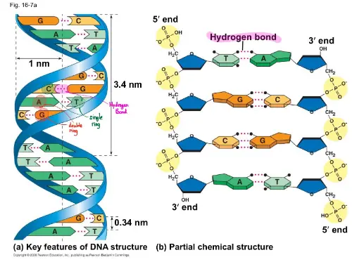 DNA Structure