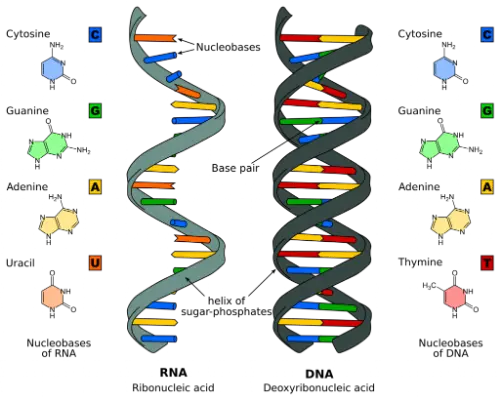 DNA & RNA Structure