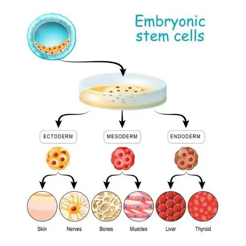 Embryonic stem cells