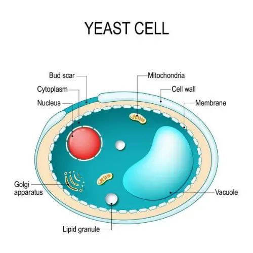 Yeast cell
