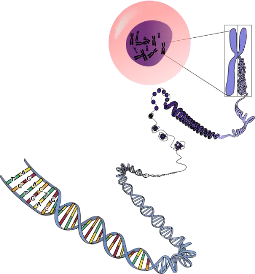 Chromosomes, genes and DNA