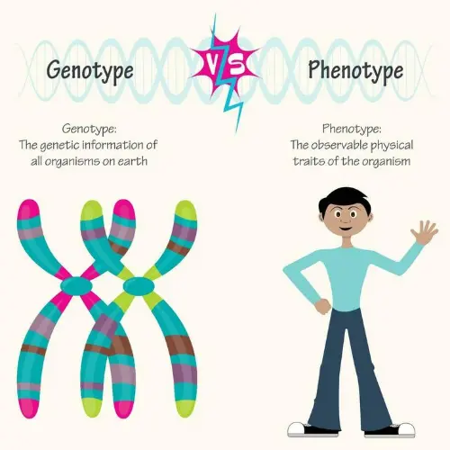 Genotype and phenotype