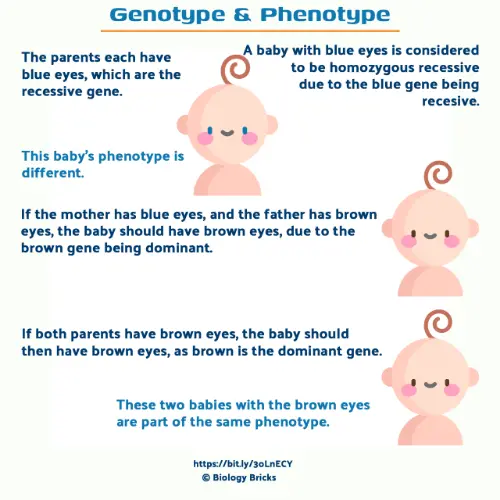 Genotype and phenotype explanation