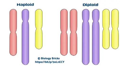 Haploid and diploid