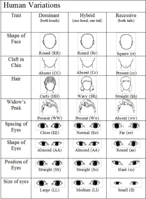 Variation in humans