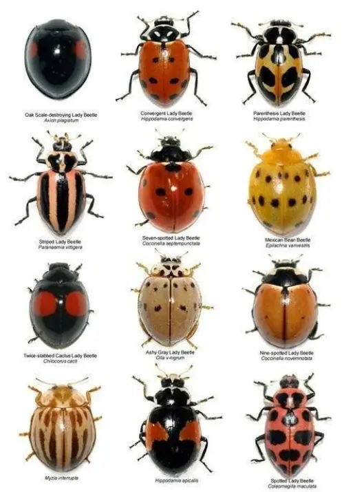 Variation in ladybirds