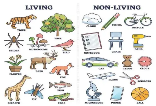 Living and non-living things