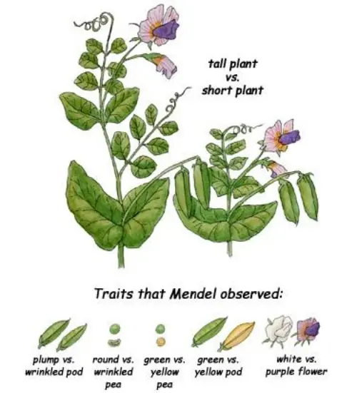 Mendel's genetic tests