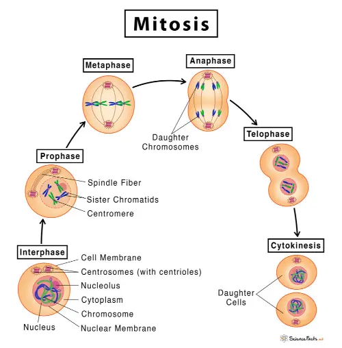 The process of mitosis
