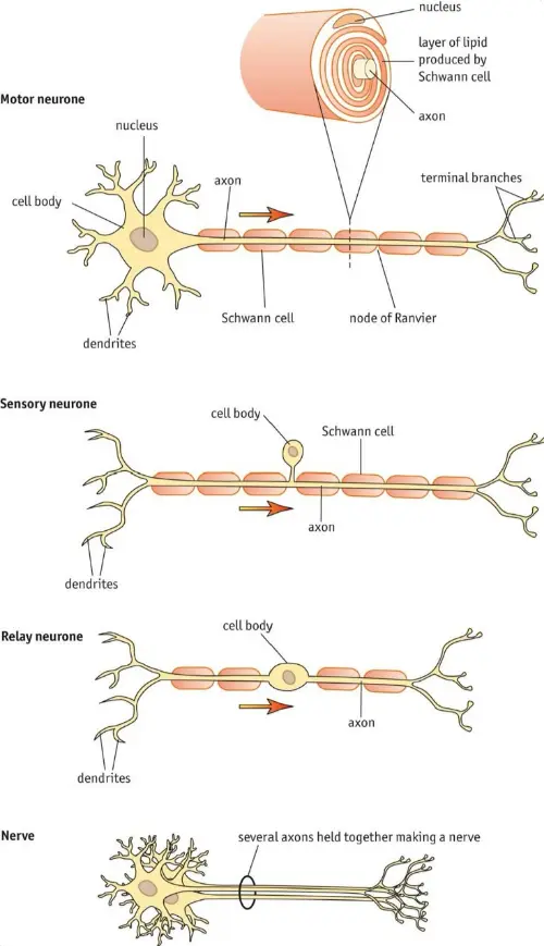 Nerve cells
