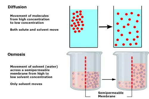 Osmosis and diffusion