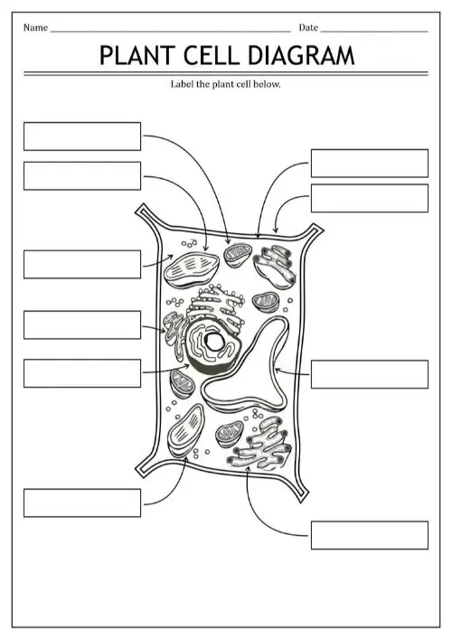 Plant cell worksheet