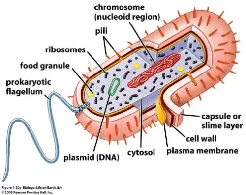 A prokaryote cell