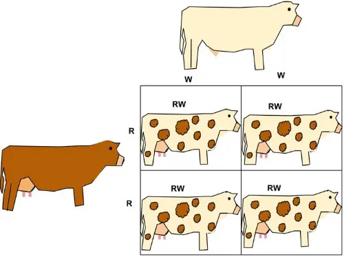 Punnett Square