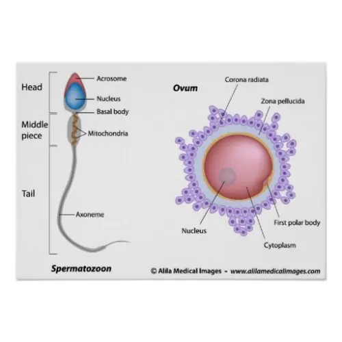 Reproductive cells