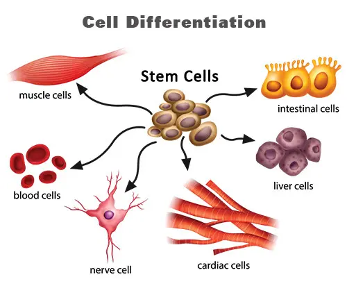 Stem cells