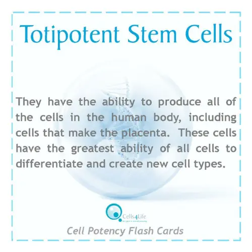 Totipotent cell definition