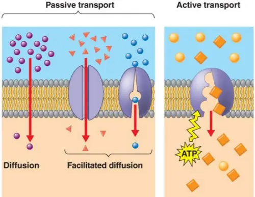 Transport in cells