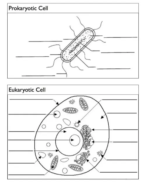 Prokaryotic cell worksheet