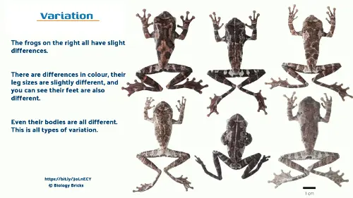 Variation in frogs