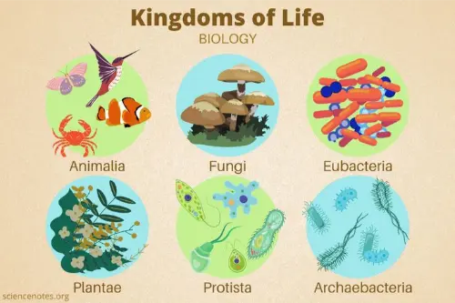 Five kingdoms