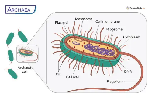 The structure of archaea