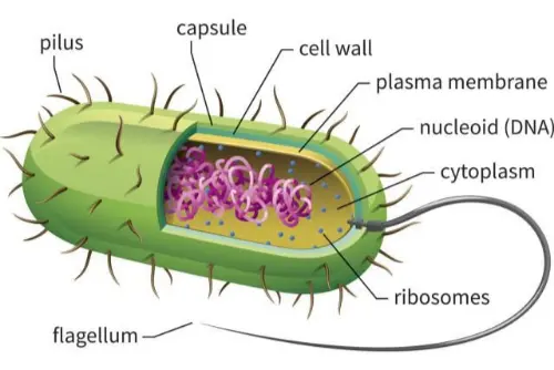 Bacteria cell