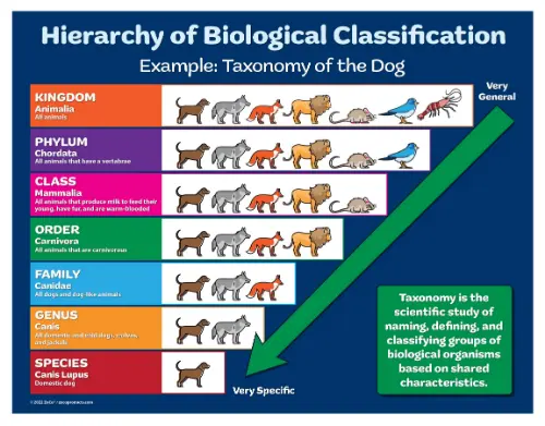 How a dog is classified through taxonomy