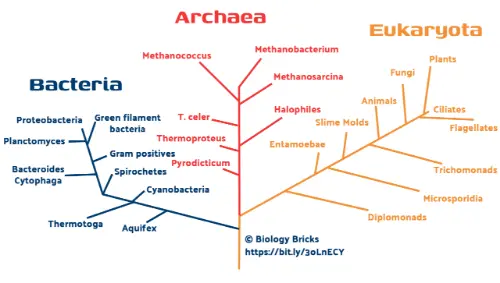 Phylogenetic tree of domains